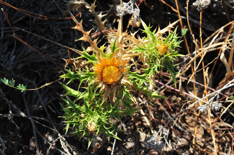 Carlina corymbosa